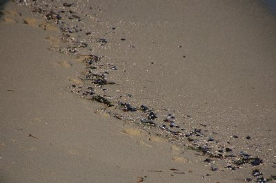 Footprints on LaJolla beach