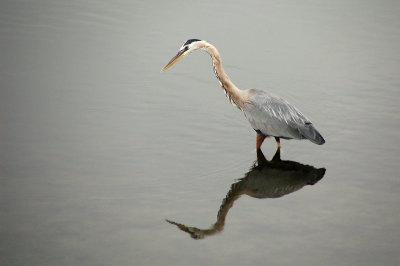 in San Diego River