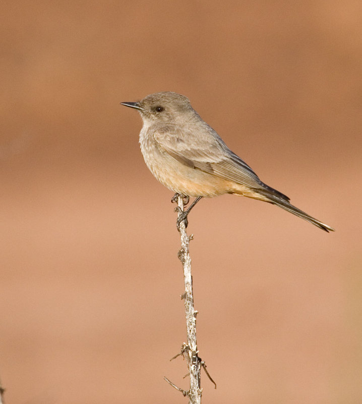 Bbird.jpg