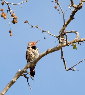 Flicker.jpg