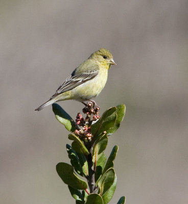 IMG_3482goldfinch.jpg