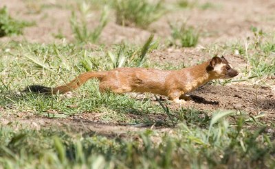 IMG_5273Weasel_A3.jpg