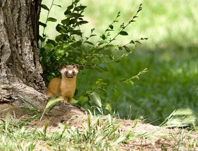 IMG_5315Weasel_A3_wps.jpg