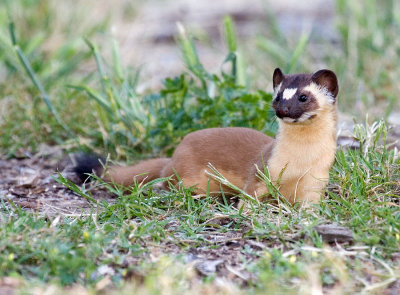 IMG_5382Weasel_A3.jpg