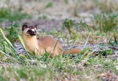 weasels