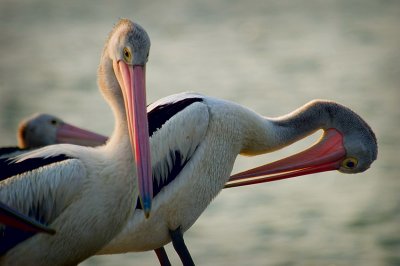 Noosa Pelicans