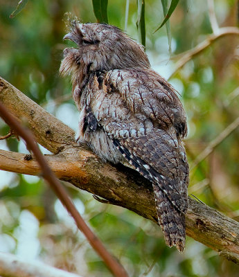 Tawny Frogmouth