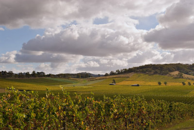 Yarra Valley Vines