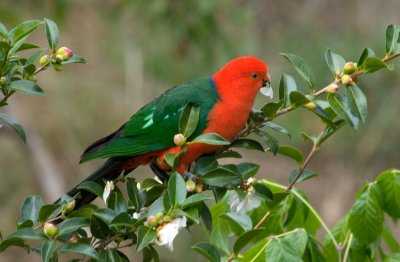 King Parrot