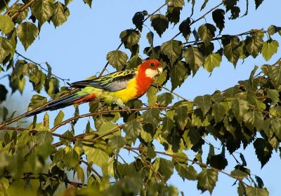 Rosella 02pb.jpg