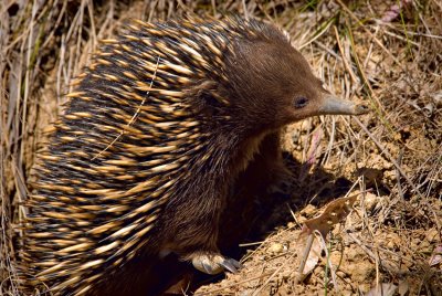 Echidna (Spiny Anteater)
