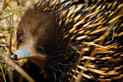 Echidna (Spiny Anteater)