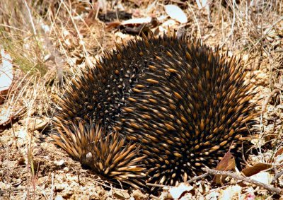 Echidna (Spiny Anteater) Hiding