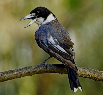 Butcher Bird.jpg