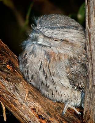 Young Tawny Frogmouth