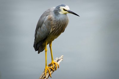 Heron