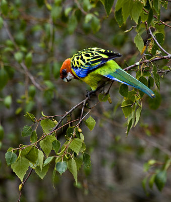 Rosella