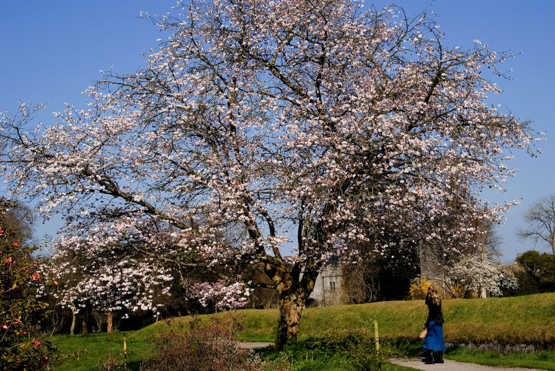 Flowering Cherry