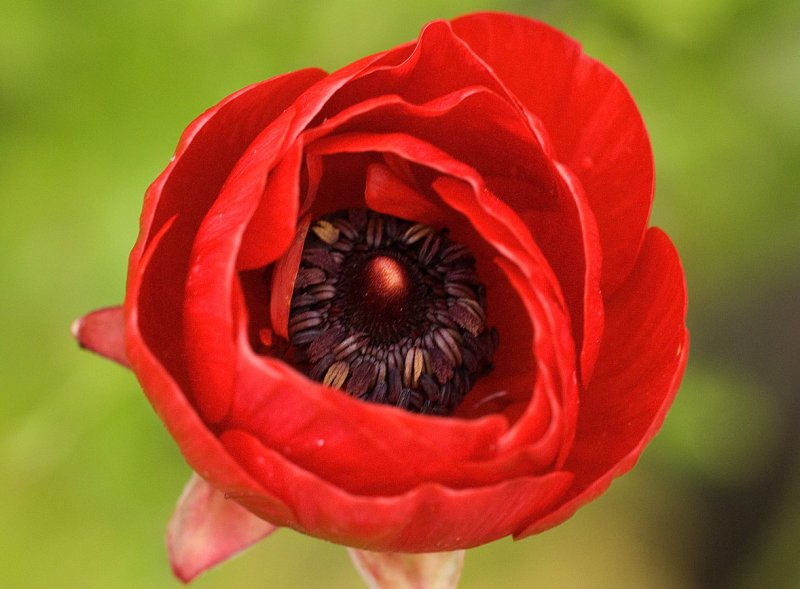 Poppy