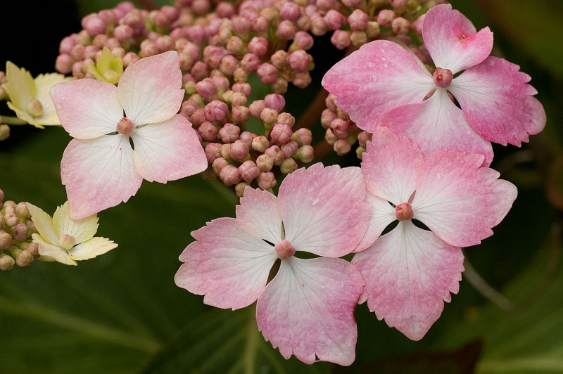 Hydrangea