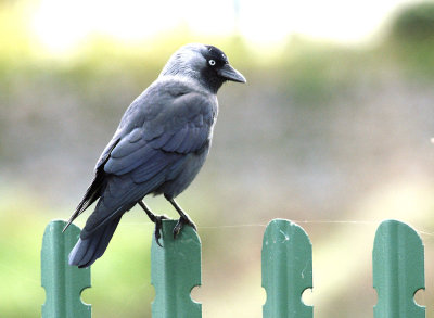 Another Jackdaw
