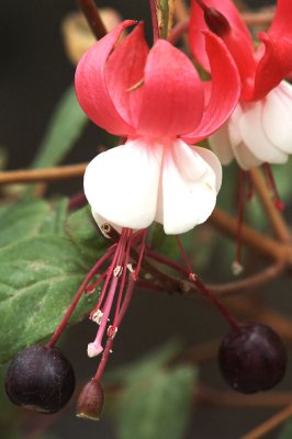 Fuchsia