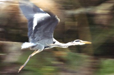 Heron In Flight