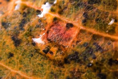 Leaf Detail