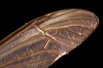 Insect  Wing