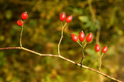 Rose Hips