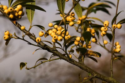 Winter Berries