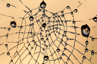 Cobweb and Dew