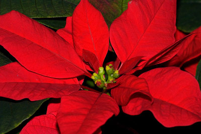 Poinsettia