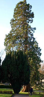 Giant Sequoia