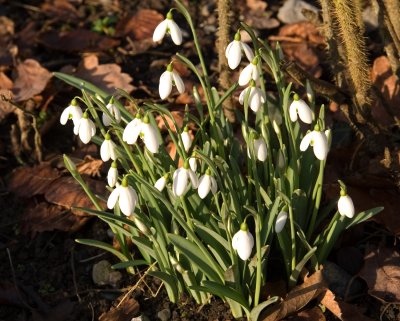 Snowdrops