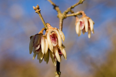 Winter Flowering Cherry