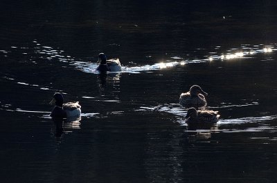 Backlit Ducks