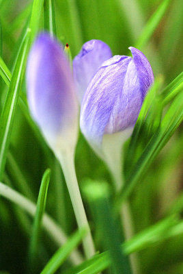 Crocus