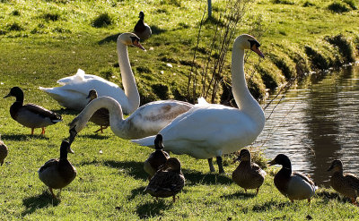 Swans & Ducks