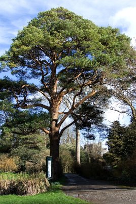 Scots Pine