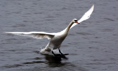 Swan Landing