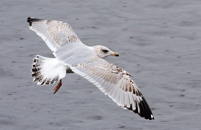 Gull in Rain