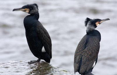 Cormorants