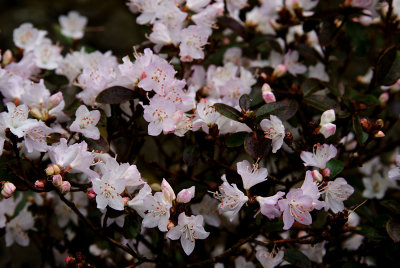 Rhododendron