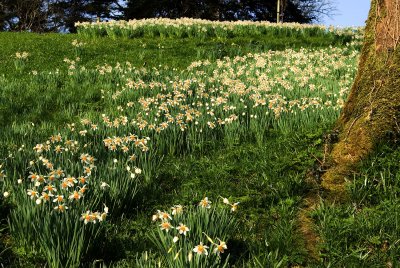 Daffodils