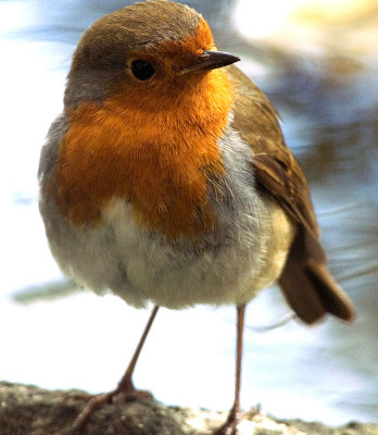 Robin