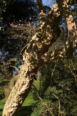 Quercus Suber