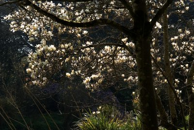 Magnolias