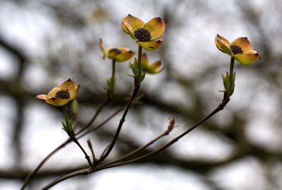 Cornus Nuttallii