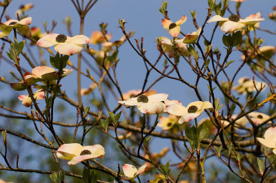 Dogwood